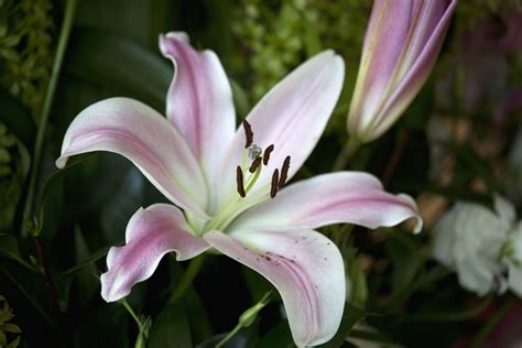 lily images|beautiful lilies images.